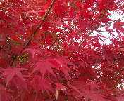 紅葉