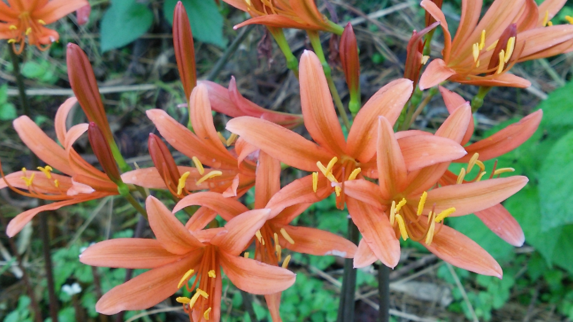 キツネノカミソリ