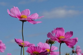 コスモス