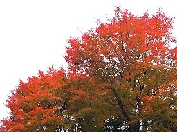 紅葉　広島のピピの社長のブログから