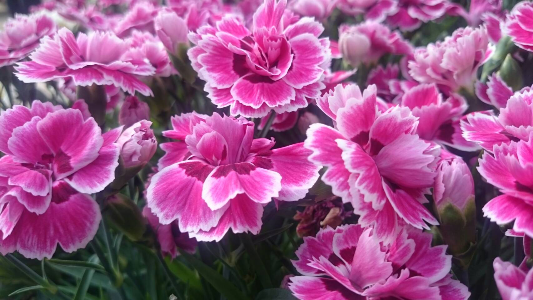 カーネーション