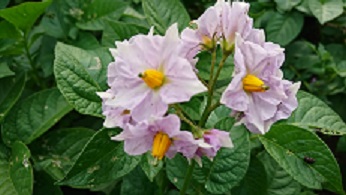 ジャガイモの花