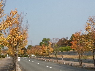 びんご運動公園の街路樹