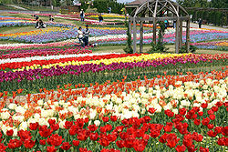チューリップ　明石海峡公園