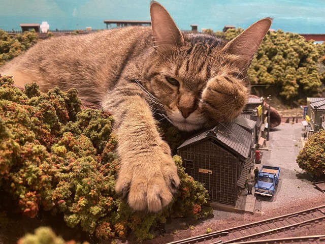 じおらま崩壊　猫パンチ　　