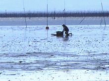 有明海　ガタスキー