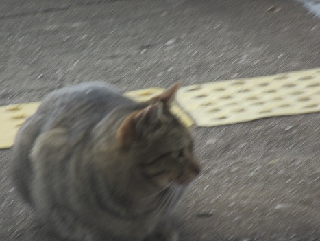 シドニー　インターコンチネンタル　ホテル